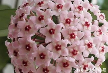 好看■阳台上不知道养什么花?这三种花好看又好养,放在阳台上蹭蹭长