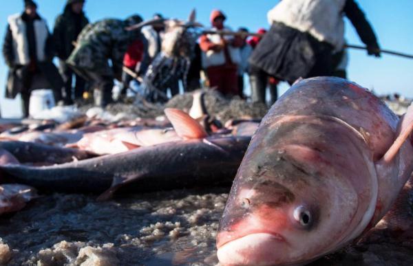 头鱼卖出百万天价，游客提前数月定酒店，查干湖的魅力到底在哪？