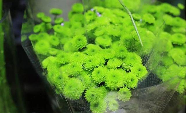  [适合]适合养在室内的3种花，净化空气助睡眠，非常好养护，谁养谁喜欢