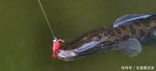 「海竿拟饵钓」户外钓黑鱼,选对钓鱼方法,不愁黑鱼不上钩