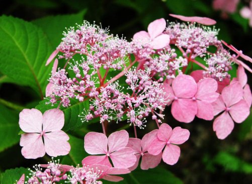  #家里#想让家里充满香味，看看这些花朵，花开清香溢满屋