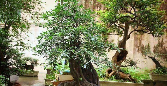  养花：养花大神都会的一个“细节”，盆景养护，摘叶很重要，你会吗？