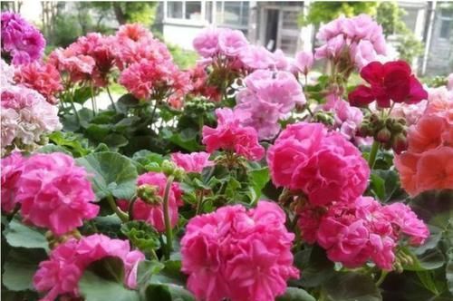  #便宜#春天养花，不妨养这四款花，便宜又好养，花开美观又大气
