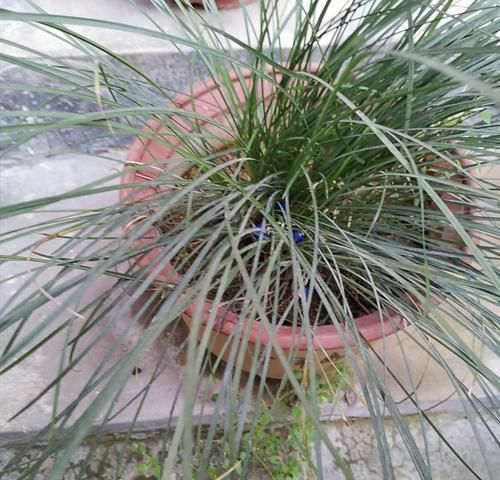 #韵味#养花不用买,4种野草做成盆栽,既美观又具自然韵味