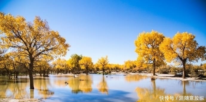 世界仅存的三大原始胡杨林之一,就在内蒙古,即将迎来一年中最美