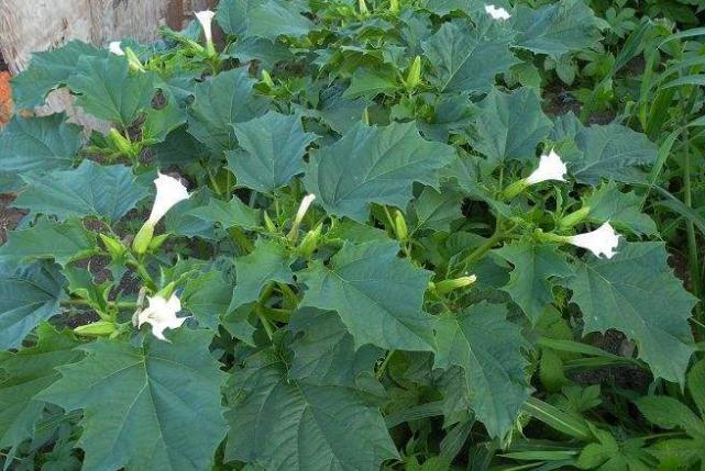 农村这种野草名叫“曼陀罗”农民看到就绕路走，现如今十分罕见