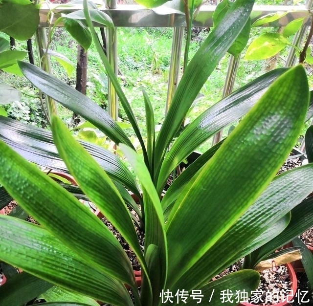 移到阴凉通|晒不得的“4种花”,天热赶紧搬到“阴凉地”,不然难度夏