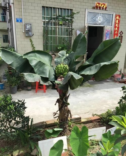 「香蕉」在家就能种的香蕉树,用足肥料,结出一串小香蕉!