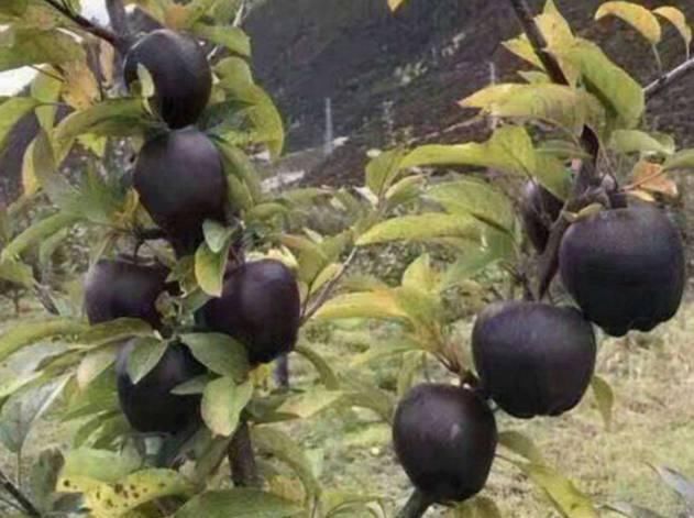 院子里不要种菜了！此果树-15度冻不死，比蜂蜜都甜，好吃好养！