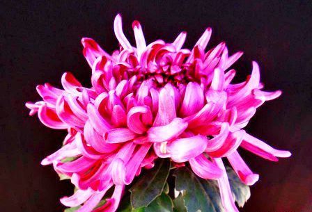  『东海』喜欢菊花，推荐养盆“菊中珍品”东海红，似莲花绣球，绚丽淡雅！