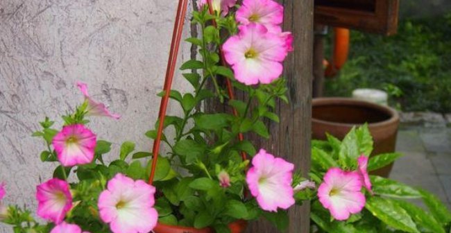  『四季海棠』3种花漂亮又好养,简单养护就开花,花期长达300天,越养越喜欢