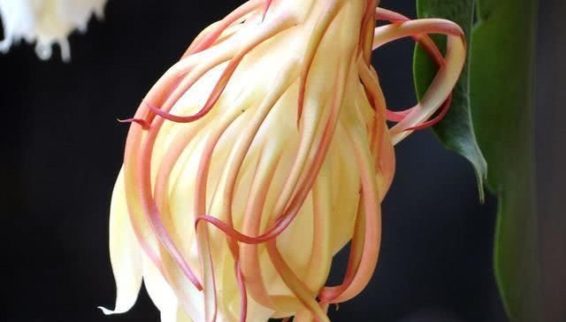  「花苞」这几种花，养了就是赚到，花苞、果实、叶子都是好东西