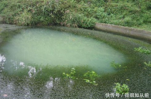 千年难得一遇的奇景！上万条蛇齐聚一湖中！场面简直让人头皮发麻