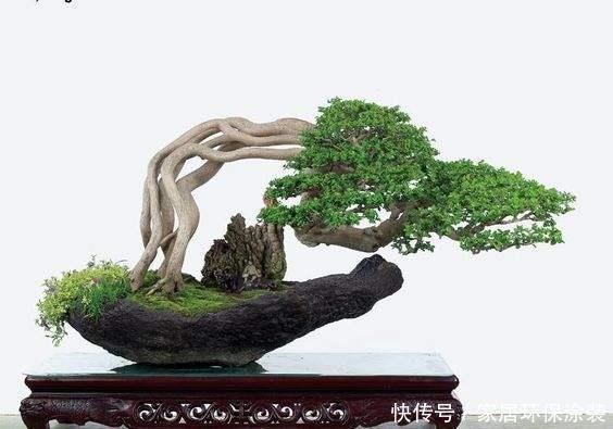 悬崖|半悬崖型盆景造型吸睛,这3个塑性要点,更具美感