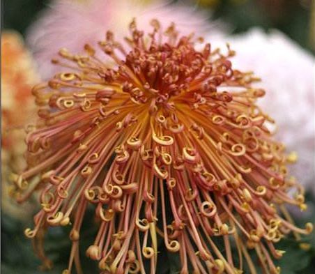  『堪称』这四款花卉，堪称花界“开花机器”，盆栽上几种，花开繁华又浪漫