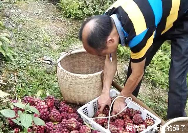 农民种植“万丈红”亩产三千斤，每斤20元，年入几十万！