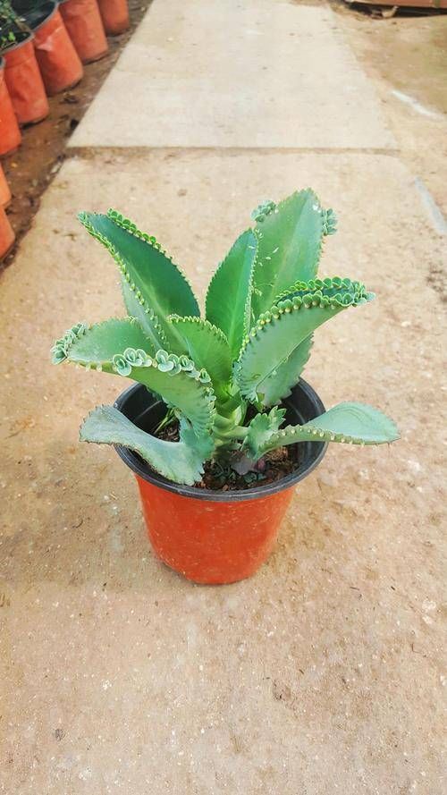  「便宜」这几种花便宜好养，每次开花一大片，长出花海太美了