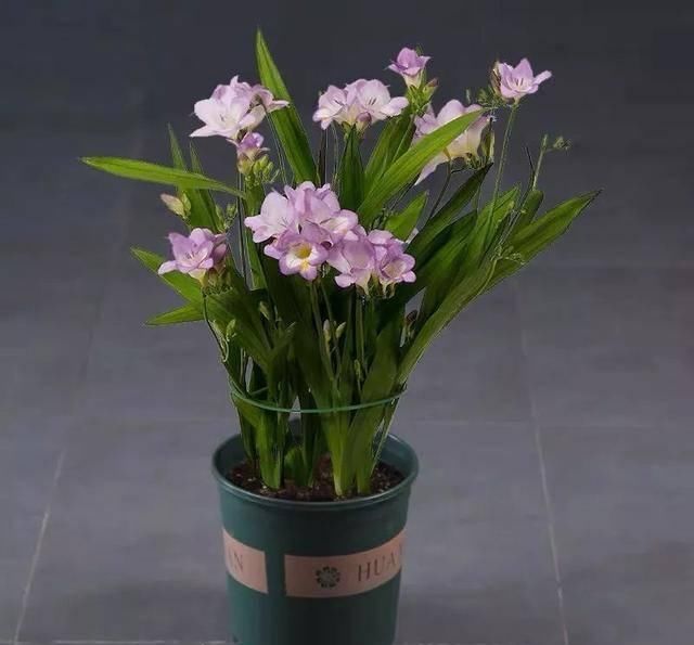  「排水良好」家里养这五种“香香花”，满堂生香，跟空气清新剂说拜拜