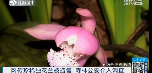 坐不住■国家二级保护植物被公开售卖?植物爱好者坐不住了!