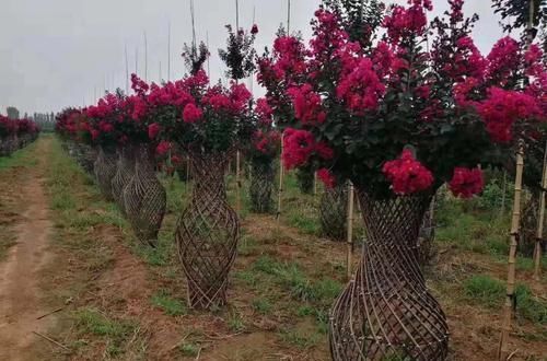 「世界」造型紫薇'观音花瓶'开花盛景,真是一花一世界,一岁一枯荣