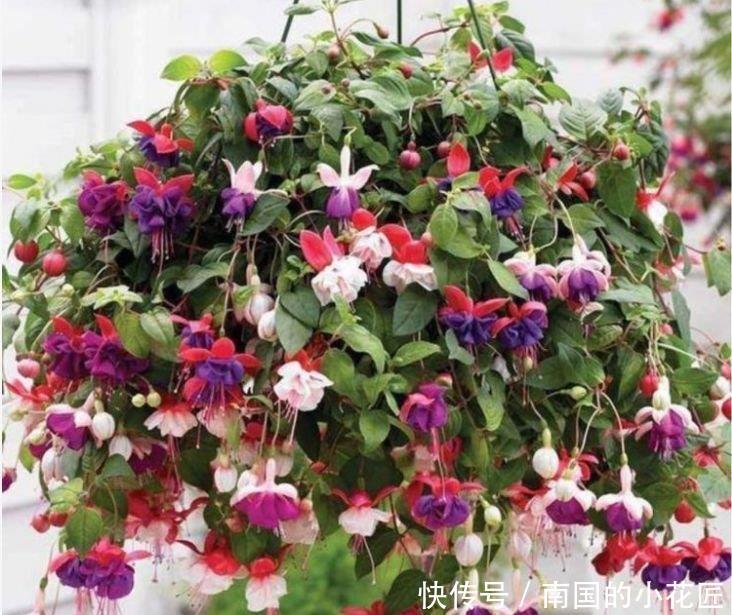  『花开花』几种花开花漂亮，好养易活不招虫，养在哪里都爆盆