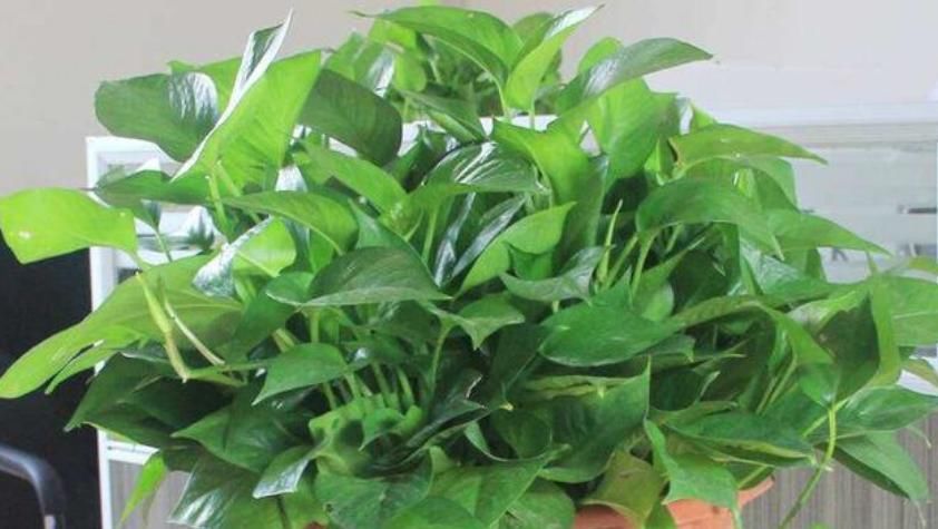 「家里」家里有“异味”,就养3种花,被称“天然净化器”,空气好没异味