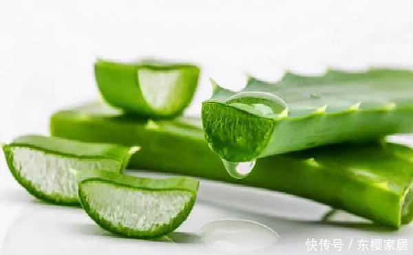  『养花』花养人，人养花，养1盆祛燥降火，能观赏，能食用