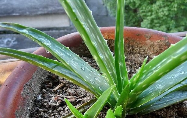  「新扦插」夏季，4个“时间”别施肥，不然别说开花，能活下来就不错！