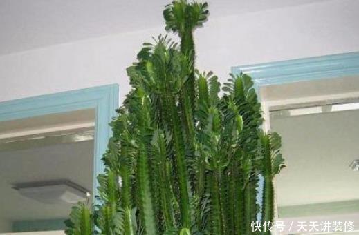  『土豪』土豪才能养得起的4种花，个个价值惊人，你家能养得起么？