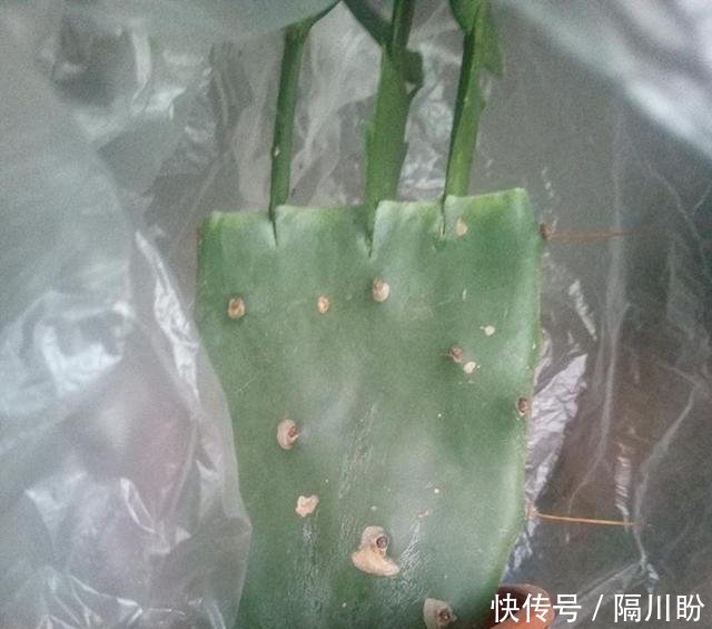  花盆@方便袋别乱扔，套在花盆上，保温保湿用处大，花苞叽里咕噜挤满盆