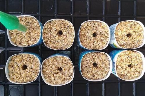  「路边」路边挖点沙子，刚好用来扦插长寿花，省钱还好用！