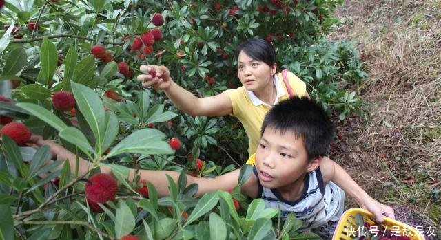  「成了」国内一种没有皮的水果，常烂一地没人要，出口国外却成了稀罕货