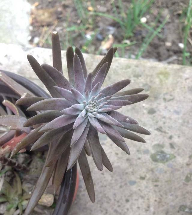  植物：这3种多肉太好养了,一片叶子就能扦插出一盆,生得快样子美