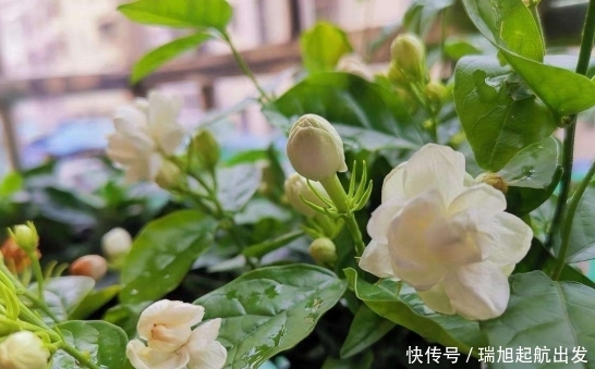 『越晒花开的越』6种不怕毒日头的花,越晒花开得越多,香味越浓