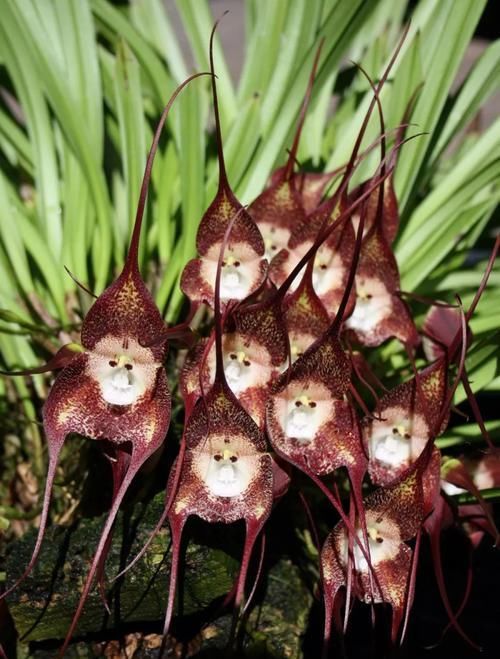  『植物』长有“猴脸”的植物，像一只只猴子挂在枝头，也能在任何季节开花