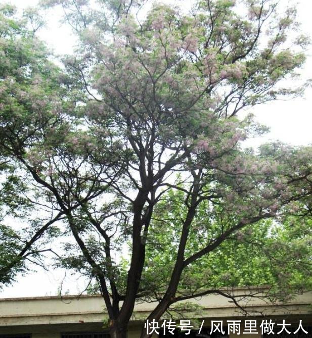 这些树看着不起眼，确实上好的硬木材料，你认识几种