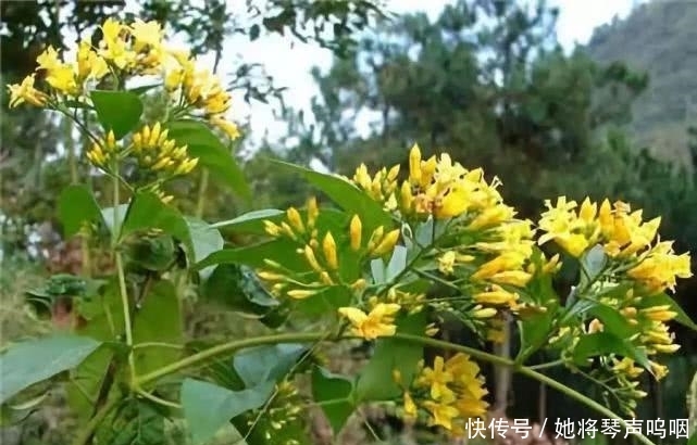 『传说』传说中的“彼岸花”、“断肠草”,在现实中,是否真实存在呢?