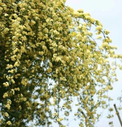  『开花时』她在院子里养了1棵花,春天开花上千朵,花多浓香,开成一面花墙