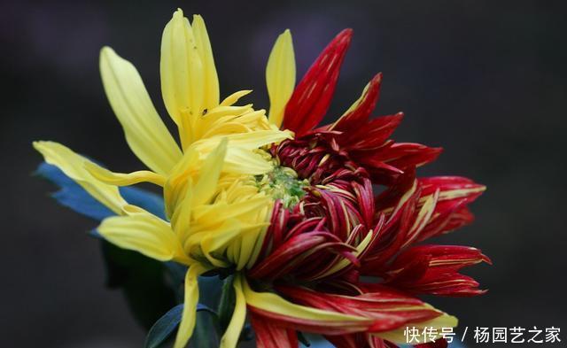 [肉质]养花就养盆它，肉质叶片耐旱好养，晒得越狠开花越好，养出小花园