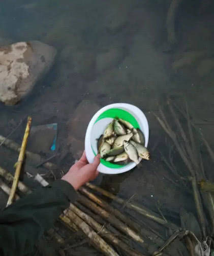 『鱼儿』劝君莫食三月鲫,为什么现在还有很多人在河边钓鱼?