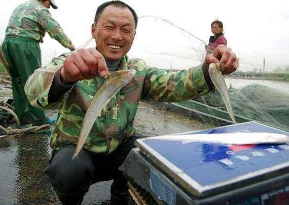  #中国#中国最名贵的鱼--长江刀鱼