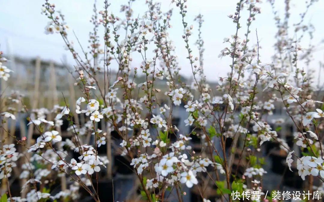 『压弯』喷雪花一开像下雪,花量多到压弯枝,大夏天也能赏雪!
