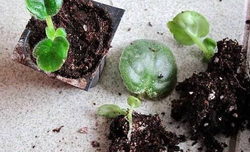  扦插繁殖■想要开花满枝又想净化绿植，下面5种就能满足你