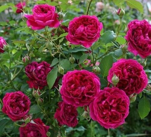  『能养』这花很好看，院子阳台都能养，2年长一片，见的人都拍照发朋友圈
