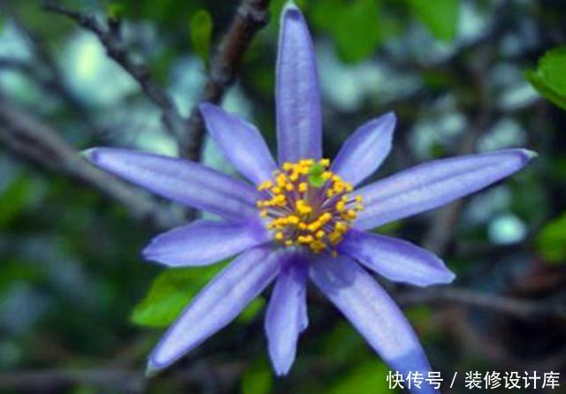 『水莲木喜欢』此花被称为“树上的睡莲”,养护好全年叶片常绿,四季开花