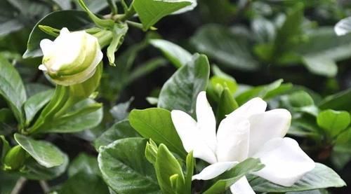  「花会」花期为什么不施肥呢？为什么花期施肥花会过早凋落？