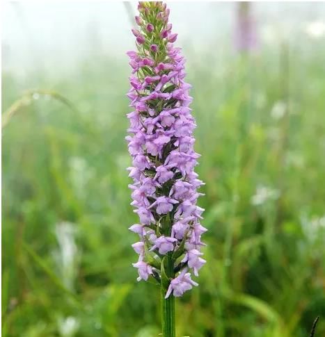  #十厘米#这花，真拧巴，花型奇特少见，花色多彩艳丽，有补气血两虚功效