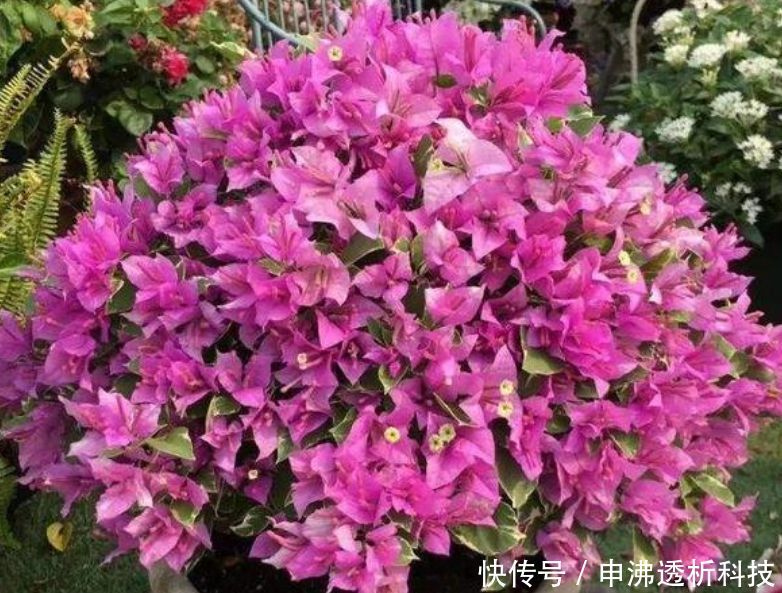  蓝雪花■3月，阳台就养“4种花”，越热花开越多，30天养成“小花园”!