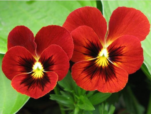  『漂亮』懒人想养花，不妨试试这些不死花，漂亮又好打理，花开繁盛惹人爱