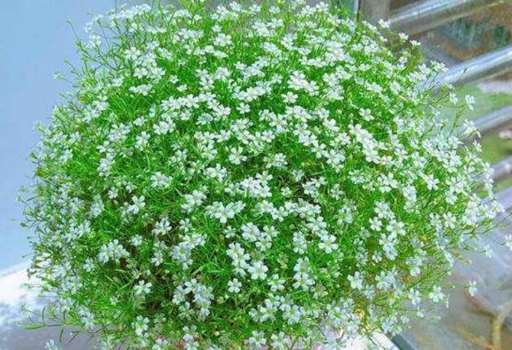 『心间』此花一次爆开1000朵,剪几枝送给恋人特浪漫,送给爱人暖心间!